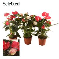 Anthurium in varieties 3 colors Selected