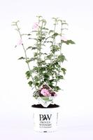 Hibiscus Sugar Tip®