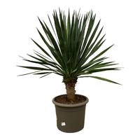 Dracaena Draco