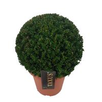 Taxus baccata