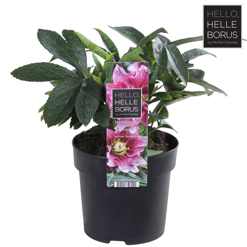 Bild von Helleborus orientalis Hello Amber P14