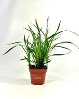Carex mor. Ice Dance