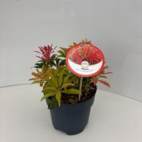 Pieris jap. Forest Flame