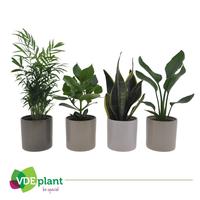 Houseplants green Easy Care in varieties in Havana ceramics