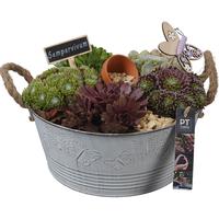 PTS7306 Arrangement Sempervivum in metal pot