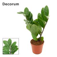 Zamioculcas Two Leaf