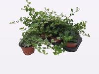 Hedera helix in 2 varieties