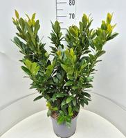 Prunus l. Titan (Rentan)