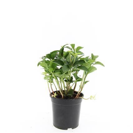 Obrazek Pachysandra terminalis P14