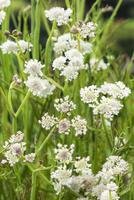 Oenanthe aquatica