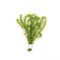Elodea densa BUNDEL 5cm Tray 10 × 60 £ 1.41 (Tray) £ 1.39 Shelf £ 1.39 Trolley Tray £ 1.41 × 10 (0.3%)