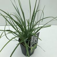 Sesleria heufleriana
