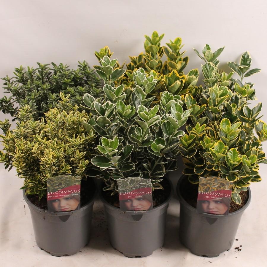 Obrázek Euonymus in varieties P17 (2 Ltr)