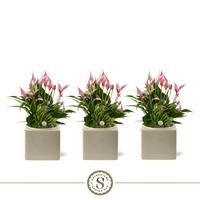 Anthurium Lilli in Belicia Light Grey ceramic