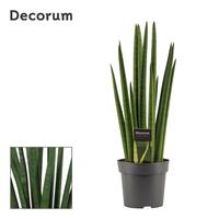 Sansevieria Cylindrica Rocket