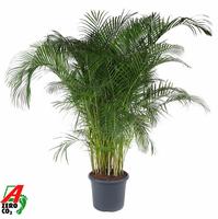 Dypsis lutescens (Areca)