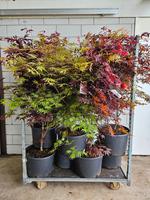 Acer pal. in varieties