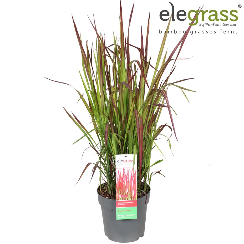Picture of Imperata cylindrica Red Baron P23 (5 Ltr)
