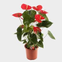 Anthurium.Red Winner