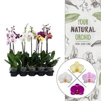 Phalaenopsis hybrid in varieties