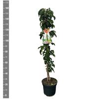 Malus dom. Gold Sensation (Columnar)