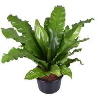 Asplenium nidus INDOOR