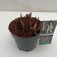 Miscanthus sin. Ferner Osten