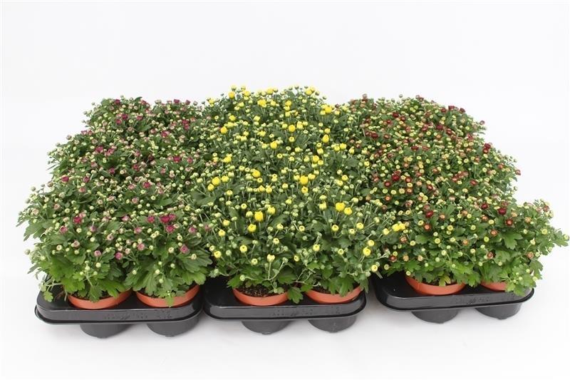 Picture of Chrysanthemum Gardenmum Mix Trolley P10.5 17cm