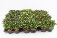 Chrysanthemum Gardenmum Mix Trolley