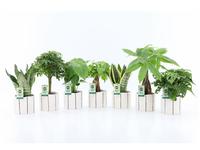 Houseplants Easy to Care Mix in Banksy ceramic