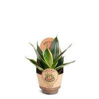 Sansevieria Hahnii Pagoda