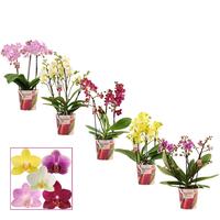 Phalaenopsis hybrid dazzling melange Scenza