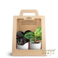 Calathea 2-Pack Nordic White