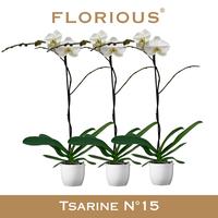 Phalaenopsis hybrid Grandiflora White in Decopot