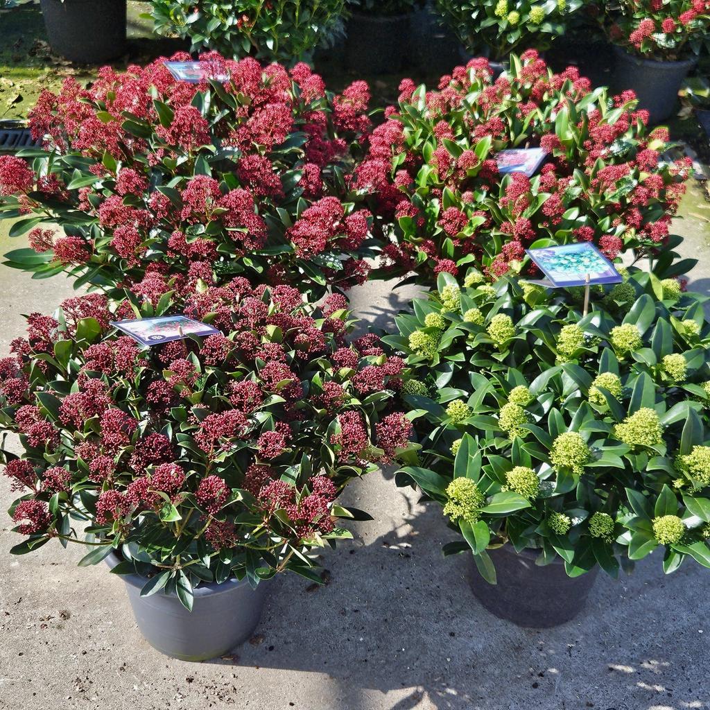 Picture of Skimmia in varieties P31-(12-LTR)