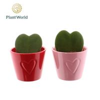 Hoya kerrii in Boston mix ceramic