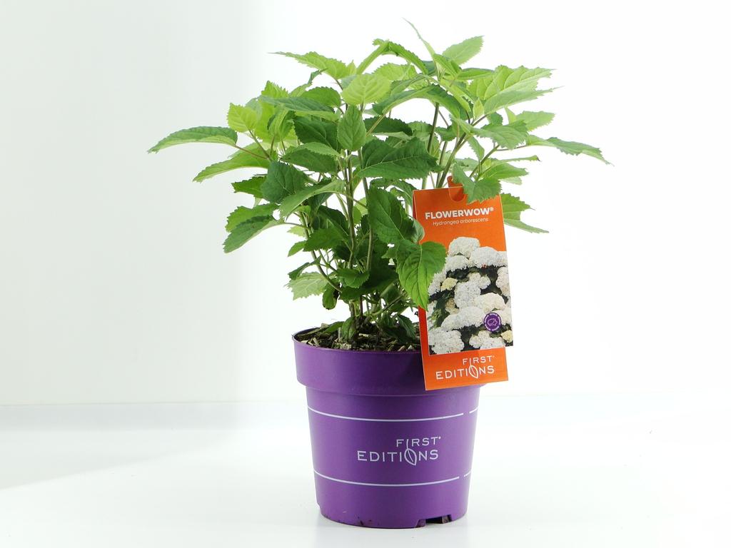 Picture of Hydrangea pan. FlowerWow / First Editions P19 (3 Ltr)
