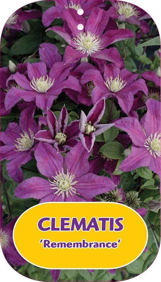 Picture of Clematis Remembrance P15 (2 Ltr/high) 80/100