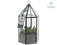 Lantern Geometric Planter with Echeveria Miranda
