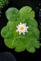 Nymphaea Marliacea Carnea
