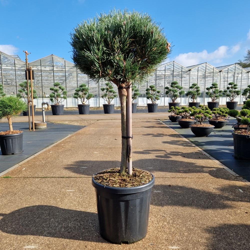 Picture of Pinus sylvestris Watereri C18 40/STD-30-35-HEAD