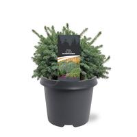 Picea gl. Echiniformis