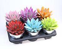 Echeveria Miranda Rainbow in varieties zinc pot pot