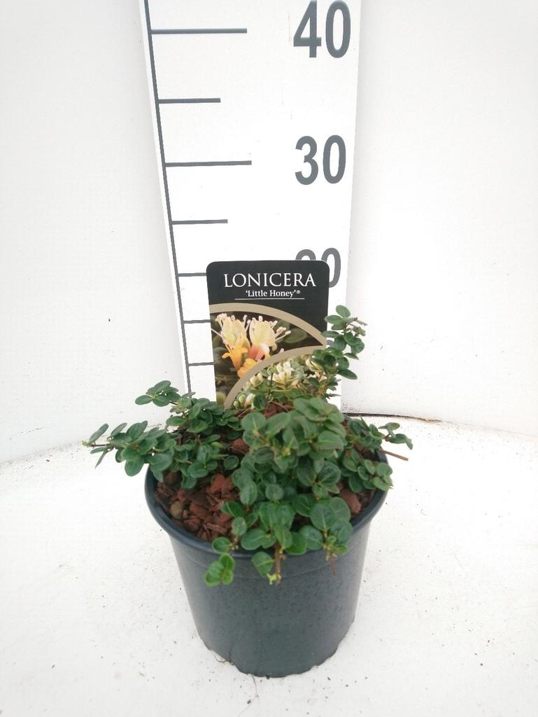 Picture of Lonicera Little Honey P17 (2 Ltr)