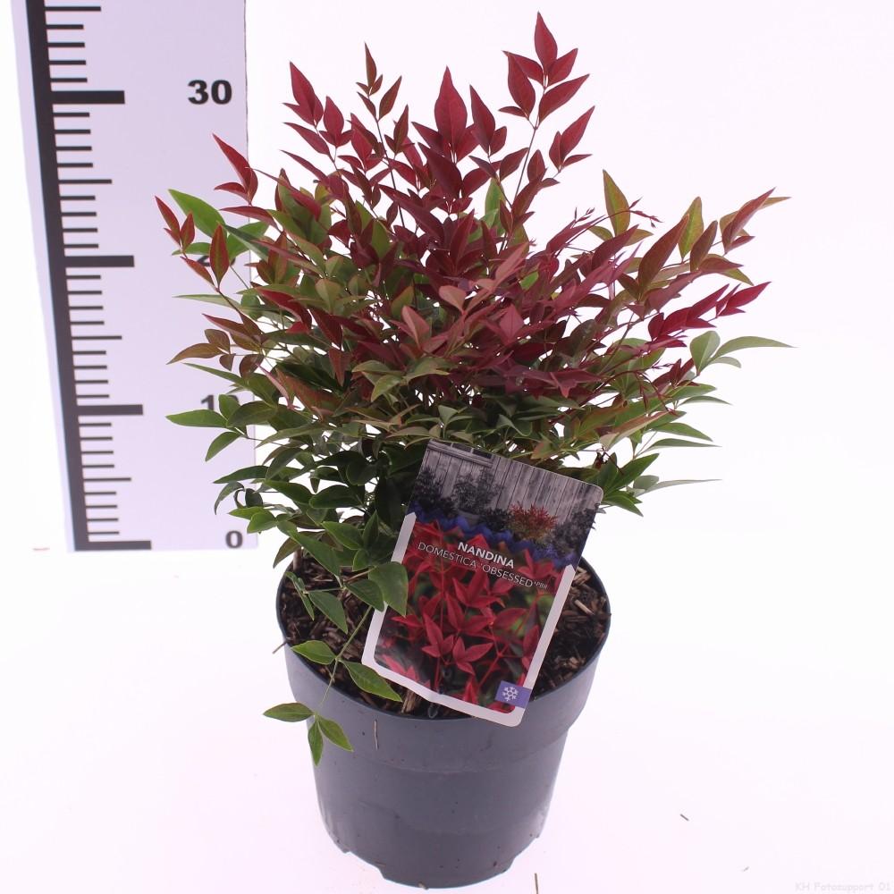 Afbeeldingen van Nandina domestica Obsessed P17 (2 Ltr)