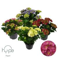 Hydrangea macr. Mophead in varieties