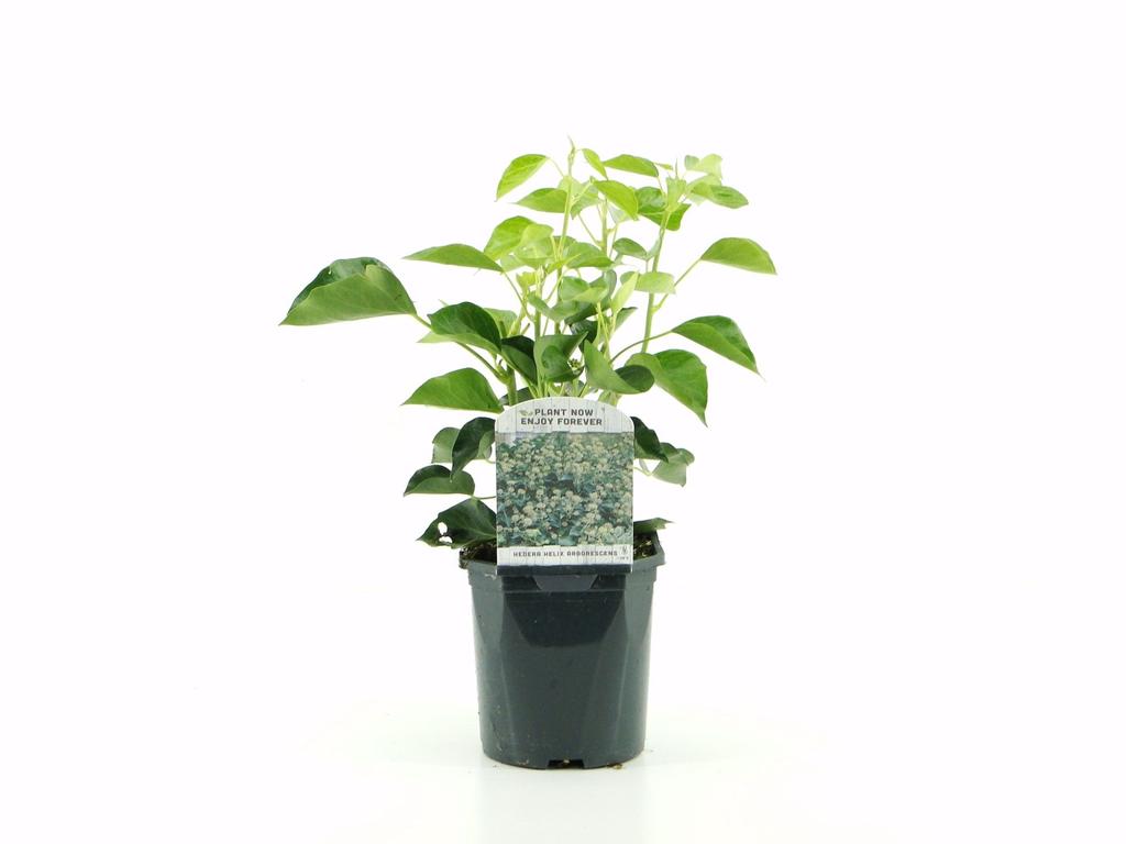 Picture of Hedera Helix Arborescens P17 (2 Ltr)