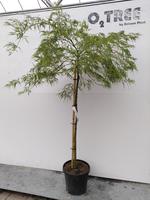 Acer pal. Dissectum