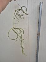 Tillandsia Intermedia (XXL Jumbo)