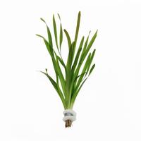 Vallisneria giganthea rubra BUNDEL 5cm Tray 10 × 60 £ 1.79 (Tray) £ 1.77 Shelf £ 1.77 Trolley Tray £ 1.79 × 10 (0.3%)